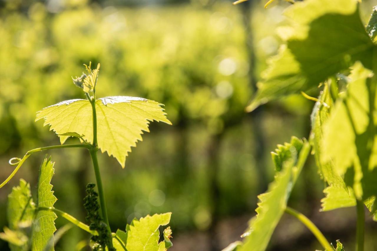 Agriturismo Casale Ugolini Montespertoli Kültér fotó